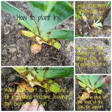 How To Plant Iris Is Different Than Planting Most Other Perennials Or Annuals In Your Garden No Matter What You M Iris Flowers Garden Garden Frogs Iris Garden