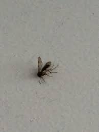 04.06.2016 · small ants with wings. Small Flying Bugs In Window In Winter 297205 Ask Extension