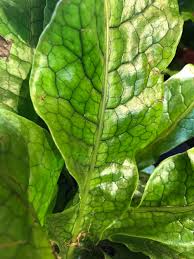 Image result for Microsorum scolopendria