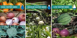 Drought Tolerant Vegetable Garden Veggies To Grow During Droughts