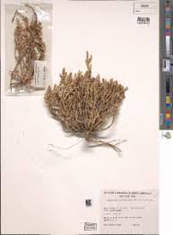 Image result for Salicornia pachystachya