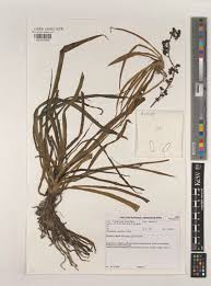 Image result for Chlorophytum fasciculatum