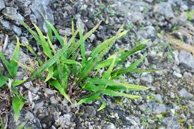 Image result for Lepisorus