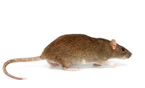 Maybe you would like to learn more about one of these? Norway Rats