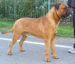 Watchman Kennels Bullmastiff And Bull Mastiff Breeder Bull Mastiff Mastiffs Breeders