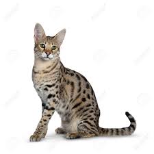 Use them in commercial designs under lifetime, perpetual & worldwide rights. Cool Young Adult Savannah Cat Sitting Side Ways Looking Beside Stock Photo Picture And Royalty Free Image Image 120032515