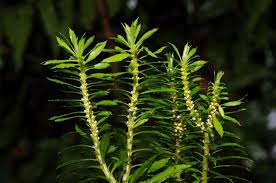 Image result for Lycopodiaceae