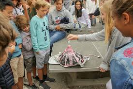 Jahrhundert brachen mehrere vulkane in plinianischen eruptionen aus, darunter der mount st. 24 August 79 N Chr Ausbruch Des Vesuvs Wilhelm Gymnasium