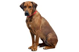 Animal services has hundreds of adoptable pets at any given time. Rhodesian Ridgeback Puppies For Sale In Jacksonville Florida Adoptapet Com