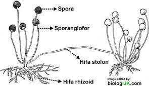 Check spelling or type a new query. 4 Macam Kelas Fungi Jamur Gambar Contoh Dan Peranannya Biologijk