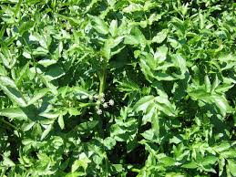 Image result for Afrosciadium