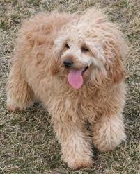 Maybe you would like to learn more about one of these? Adult Mini Goldendoodle Pictures