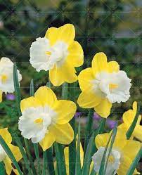 100pcs Bonsai Narcissus Seeds Daffodil Flower Seeds Absorption Radiation Aquatic Plants Double Petals Narcissus Garden Plant Narcissen Narcis Planten
