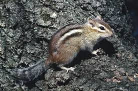 Locate the chipmunk holes in your backyard and place either a mothball or a small amount of cayenne pepper at the hole entrance. How To Keep Chipmunks Out Of Your Potted Plants Ehow Chipmunk Repellent Get Rid Of Chipmunks Strawberry Plants