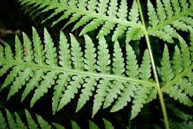 Image result for Blotiella glabra