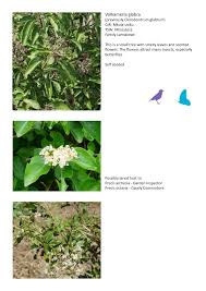 Image result for Volkameria glabra