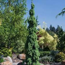 Weeping branches with an upright habit; 31 Tall Columnar Trees Schrubs Ideas Columnar Trees Trees And Shrubs Garden Trees