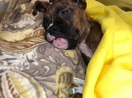 Fundraiser for Mary Forgues by Lillian Straight : Lily + Cricket's Dog  Emergency