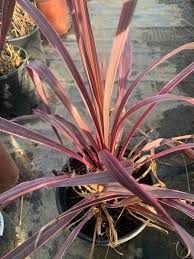 Cordyline electric Pink Ship in 6 Pot