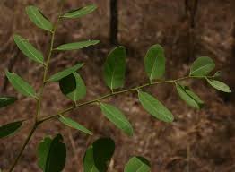 Image result for Burkea africana