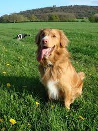 Latest Pics Border Collies Golden Retriever Concepts Border Collie Golden Retriever Golden Retriever Mix Retriever Mix