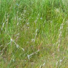 Image result for Andropogon eucomus