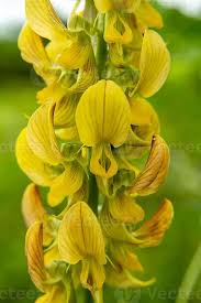 Image result for Crotalaria quartiniana