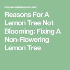 Lemon tree flowers no fruit. Pin On Garden