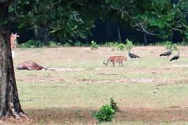 Indonesia's vegetation is similar to that of the philippines , malaysia , and papua new guinea. Tiger Species Thought Extinct Is Possibly Spotted In Indonesia The New York Times