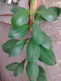 Image result for Euphorbia umbellata