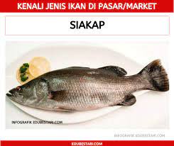 Warna emas di temukan di malaysia dan yang terakhir warna merah yang ditemukan di indonesia. Panduan Bergambar Kenali Jenis Ikan Untuk Ibu Bapa Nanti Mudah Nak Beli Kat Market Edu Bestari