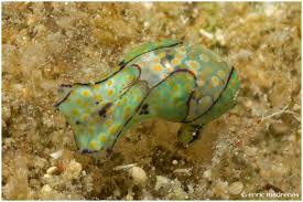 Image result for Macrotyloma oliganthum