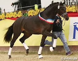 We did not find results for: First Kiss Ge Champion Of The 2017 Mecklenburg Stallion Licensing