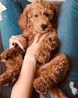 Miniature Doodle, Miniature Goldendoodle | Waynesboro, VA