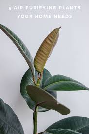 Bird Of Paradise Plant Leaves Curling Up My Top 5 Air Purifying Plants That Are Nasa Approved Air Purifying Plants Plants Air Filtering Plants