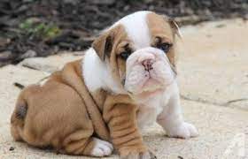For more info please email us or please call. Charming Lovely Male And Female English Bulldog Puppies For Sale In Latham New York Classified Americanlisted Com