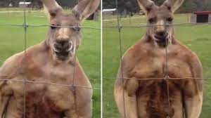 This Buff Kangaroo Looks Like It S On Steroids Youtube