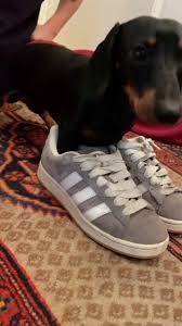 Eddie Shoe Collection Showcase