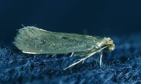 Revenge of the clothes moths: as numbers boom, can they be stopped?