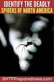 In fact, there are three different families of funnel web spiders, only some of which are. Identify The Deadly Spiders Of North America Shtfpreparedness
