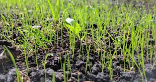 Check spelling or type a new query. Will Grass Seed Grow If Not Covered By Soil Or Mulch Lawn Chick