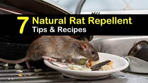 Put away the mouse traps, rodent poisons, and sticky boards because they are inhumane and brutal. Keeping Rats Away 7 Natural Rat Repellent Tips And Recipes