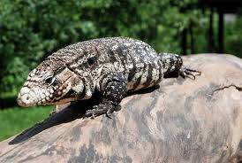 Argentine Black And White Tegu For Sale Canada Is A Tegu Right For You Reptiles Magazine