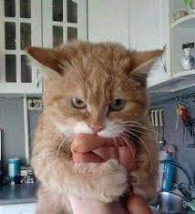 it s mine all mine cats funny cats cute cats and kittens