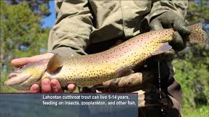 Maybe you would like to learn more about one of these? Raising And Releasing Trout Captain Planet Foundation