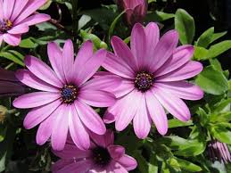 Dimorfoteca Osteospermum Ecklonis Margarita Del Cabo Plantas Anuales Plantas Flores De Colores