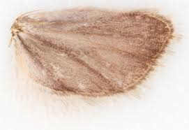 Image result for Cydia microgrammana