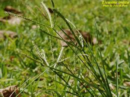 Image result for Eleusine