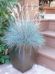 Check spelling or type a new query. Plante Exterieur En Pot Sans Entretien Comment Choisir
