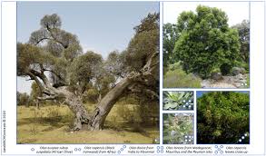 Image result for Olea capensis